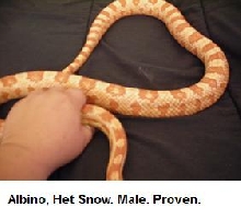 Albino Male, Het for Snow for sale