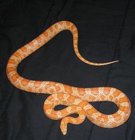 Creamsicle Female for sale