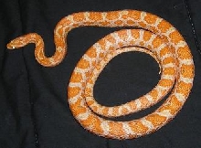 Male Creamsicle for sale