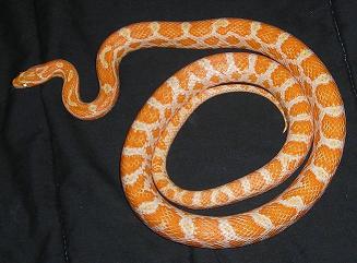 Male Creamsicle for sale