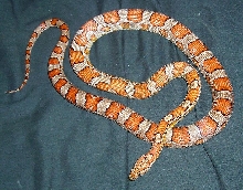 Male Miami Corn