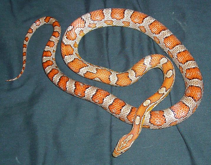 Male Miami Corn