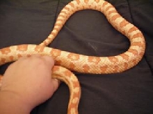 Male Albino Het Snow