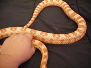 Male Albino Het Snow