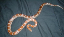 Female Miami for Sale