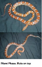 Miami Phase Breeding Ready Pair of