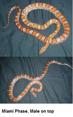Miami Phase Breeding Ready Pair of