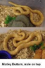 Motley Butter Corn Pair for sale