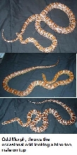 Odd morph trio for sale