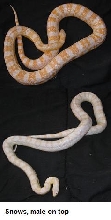 Snow Pair for sale