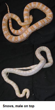 Snow Pair for sale