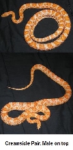 Creamsicles Pair for Sale