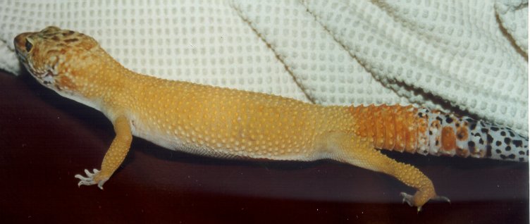 Amber