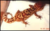 Bambi, BigHeaded Gecko