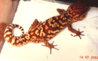 Bambi, BigHeaded Gecko
