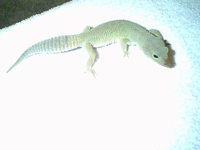My female Leo