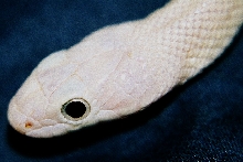 Leucistic Texas Rat