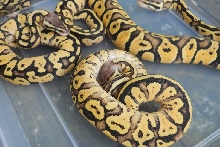 female fireflies, pic 1