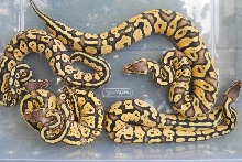 female fireflies, pic 2