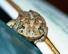 Garbage frog