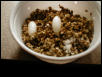 Leo eggs