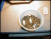 Leo eggs