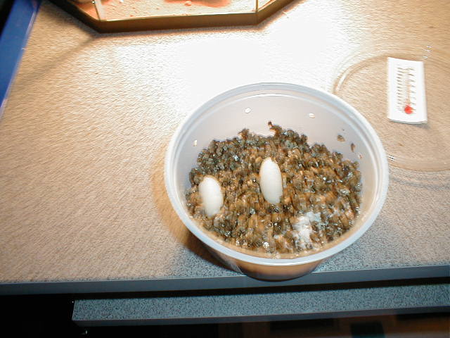 Leo eggs