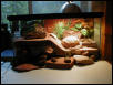 My leo cage