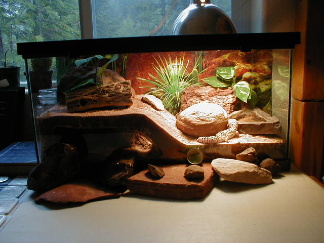 My leo cage