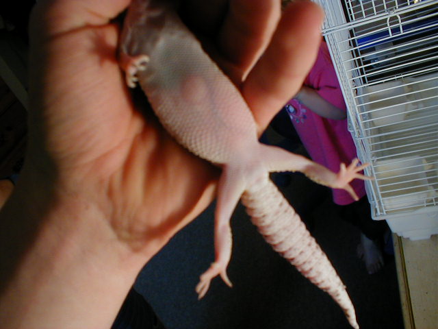 My female leo