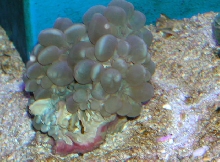 Saltwater - Austin Aquariums