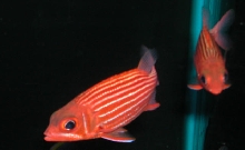 Saltwater Photos