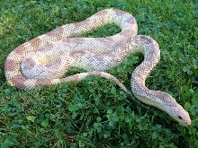 southern pine female
