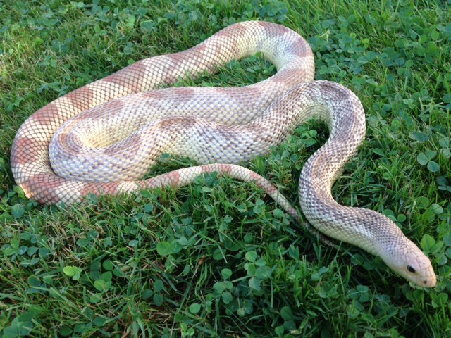 southern pine female