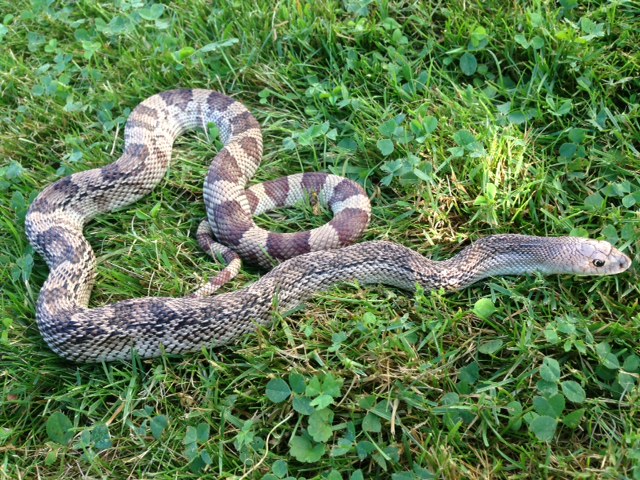 southern pine snake male