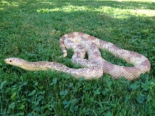 southen pine snake female