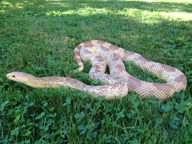 southen pine snake female