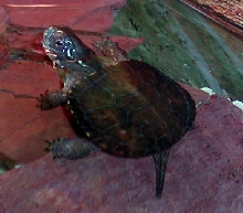 European Pond Hatchling
