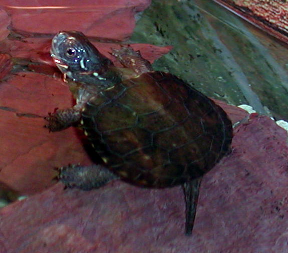 European Pond Hatchling