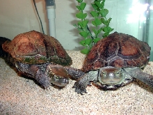 Pair of Reeves
