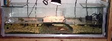 HomeMade turtle tank