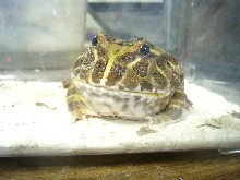 Jabba close up