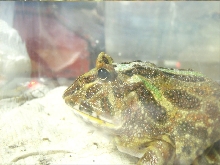 Jabba close up
