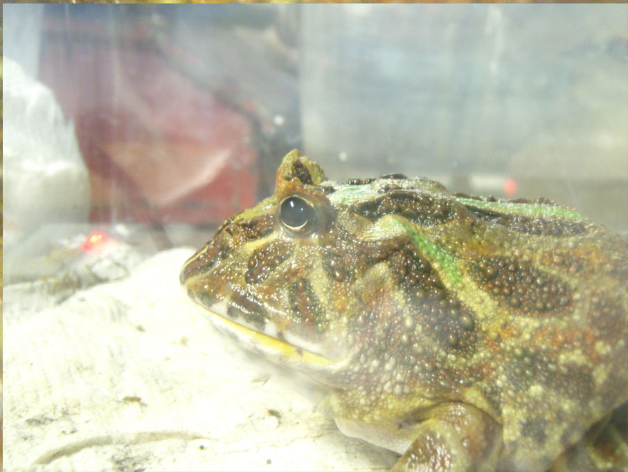 Jabba close up