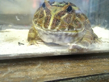 Jabba close up