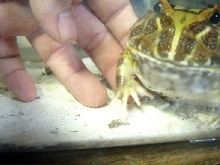 Jabba close up