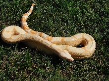 2014 Sharp Sunglow Het Snowglow 1