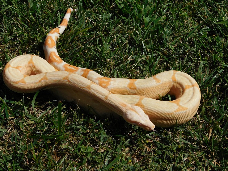 2014 Sharp Sunglow Het Snowglow 1