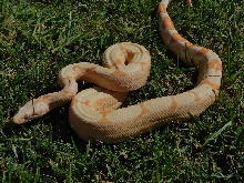 2014 Sharp Sunglow Het Snowglow 1