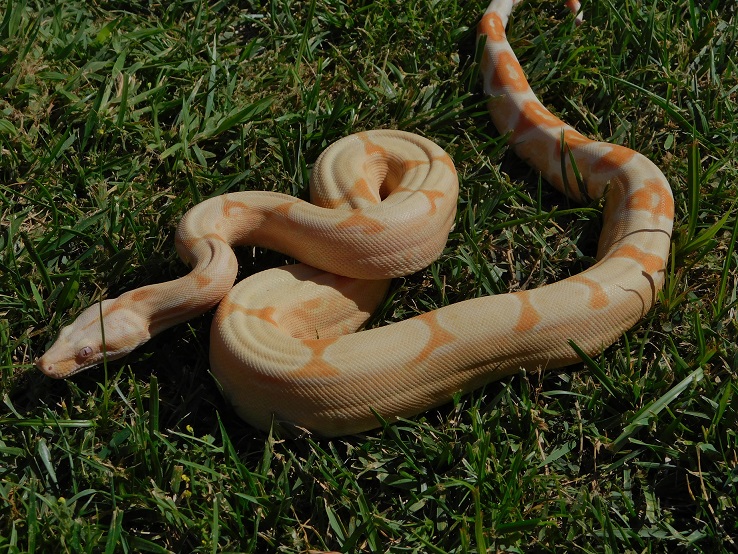 2014 Sharp Sunglow Het Snowglow 1